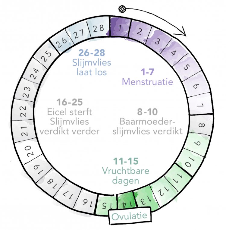 De Menstruatiecyclus: Verschillende Fasen | Gezondheidsnet