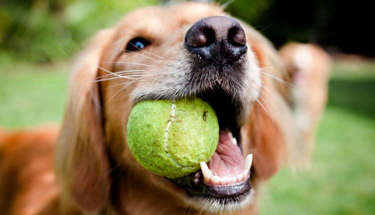 Hond speelt met bal