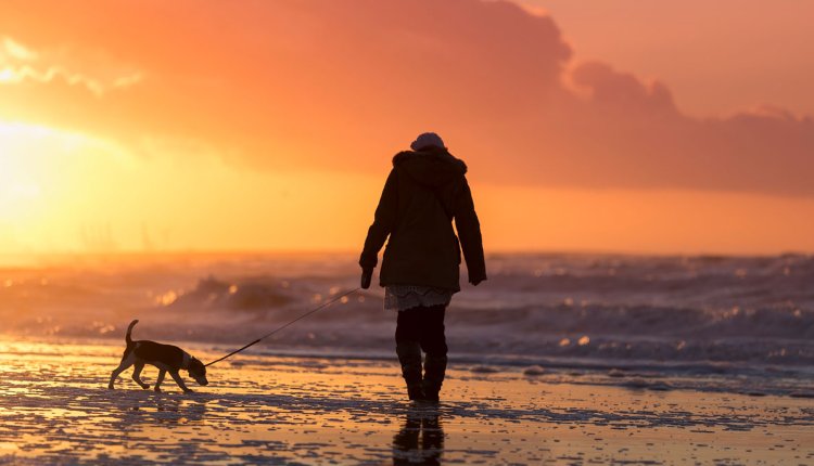 Lekker wandelen op het strand met de hond