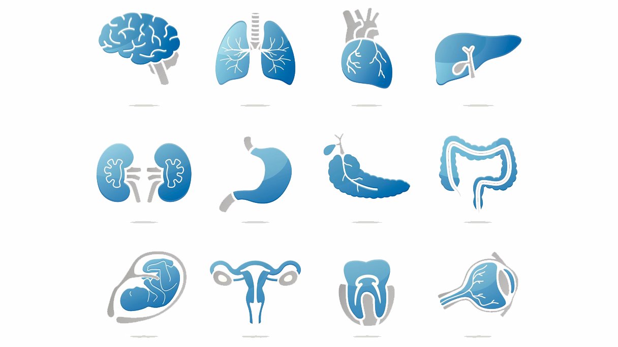 Test Je Kennis Over Het Menselijk Lichaam | Gezondheidsnet