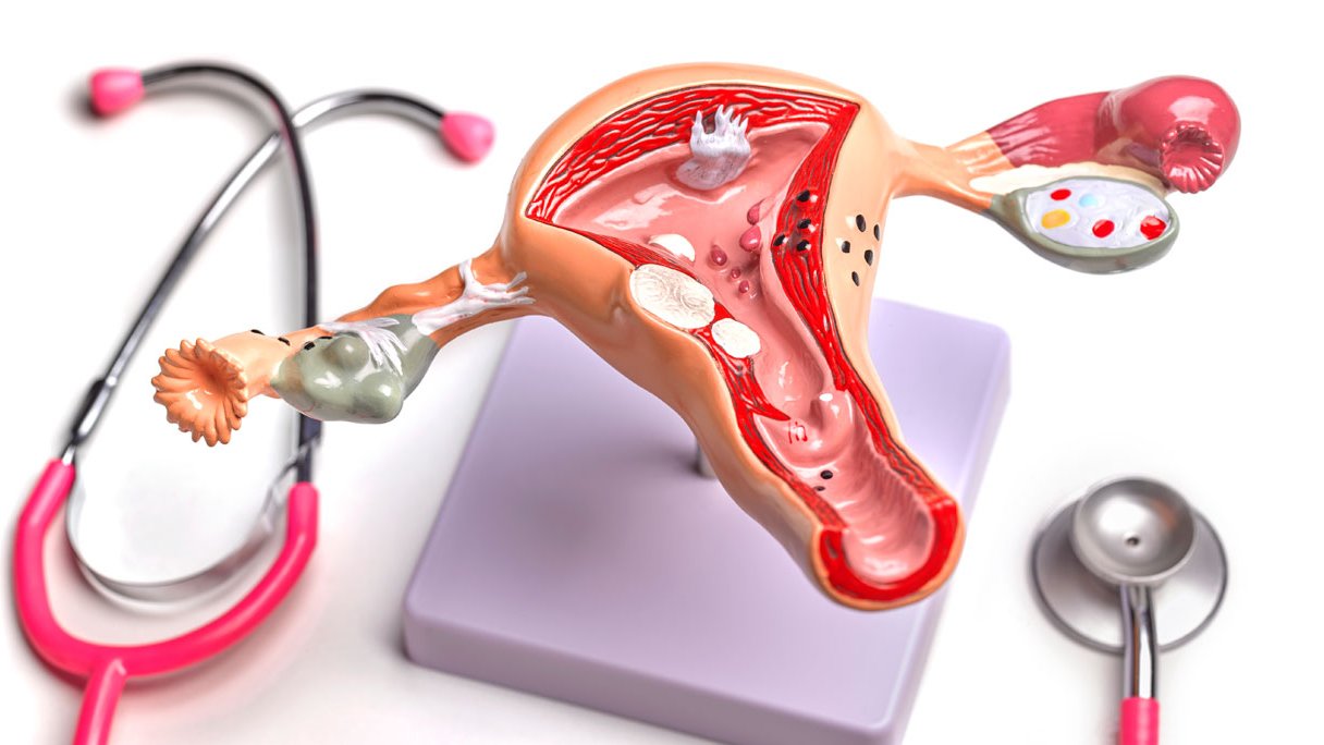 De vagina en vulva anatomie van het vrouwelijk geslachtsorgaan Gezondheidsnet