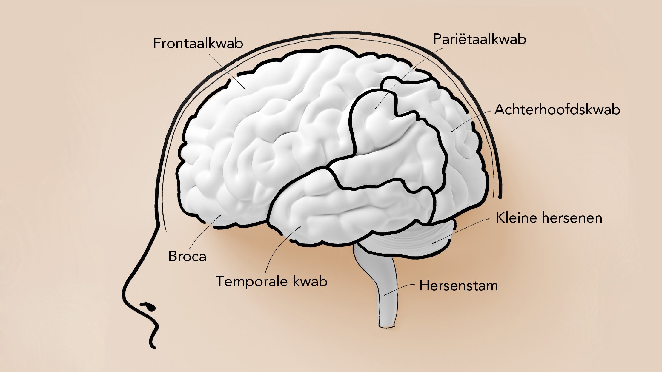 De Hersenen Onderverdeeld | Gezondheidsnet