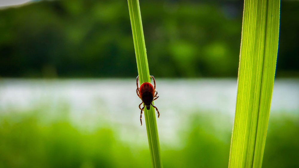 De Ziekte Van Lyme | Gezondheidsnet