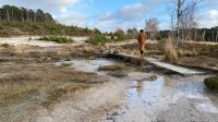 Vrouw wandelt in de winter door natuurgebied